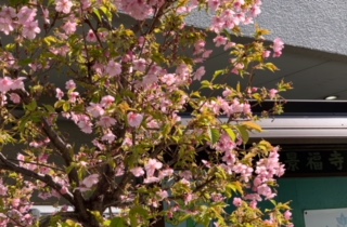 境内の河津桜